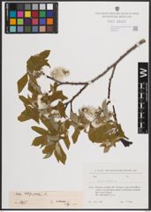 Foto von Salix caprea L.